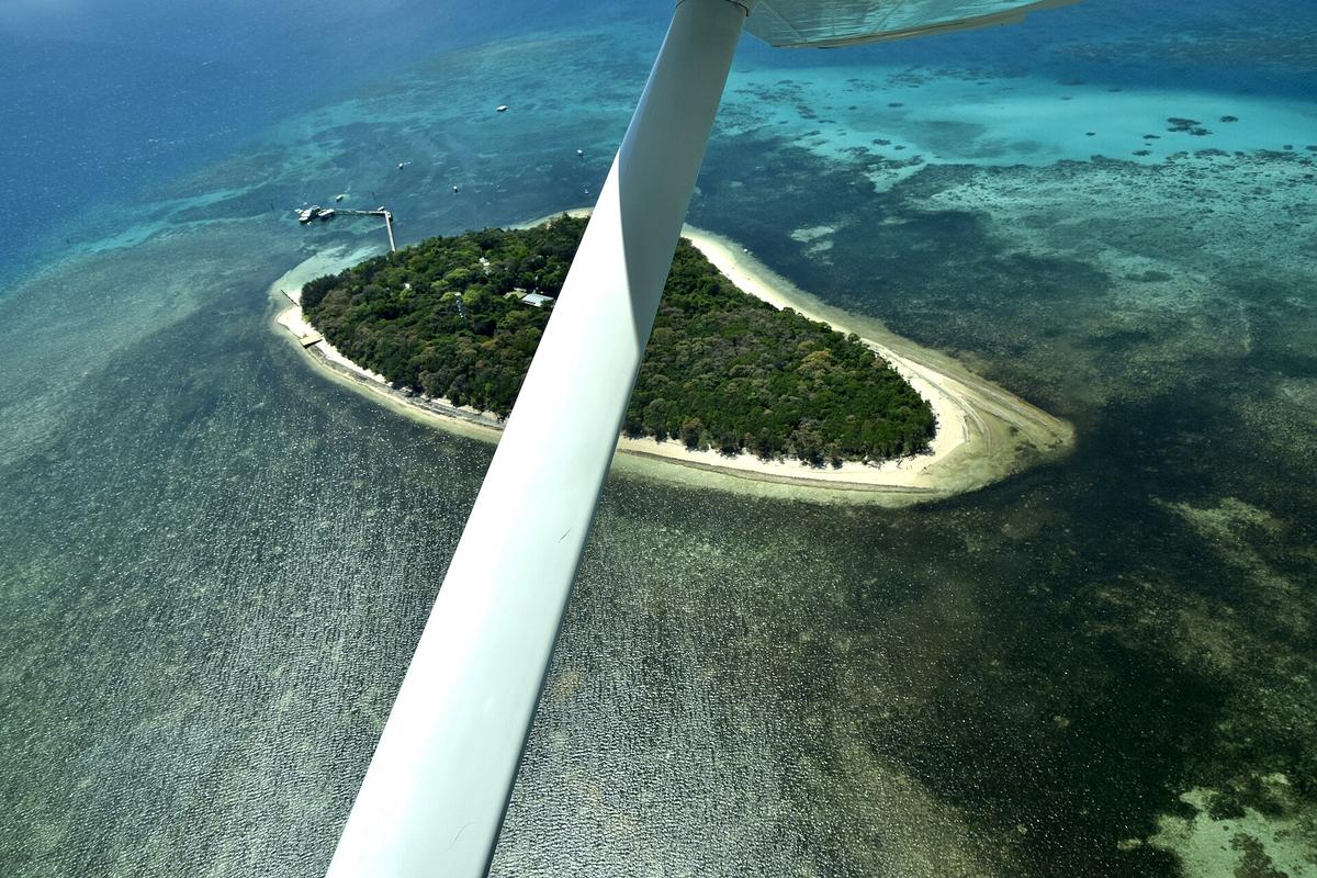 Great Barrier Reef coral
