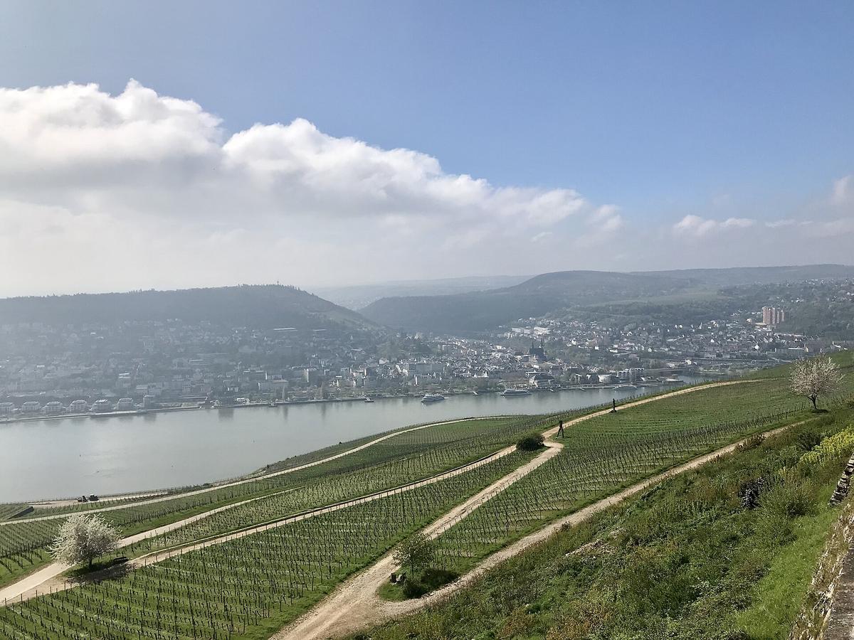 Rhine Valley vineyard terraces