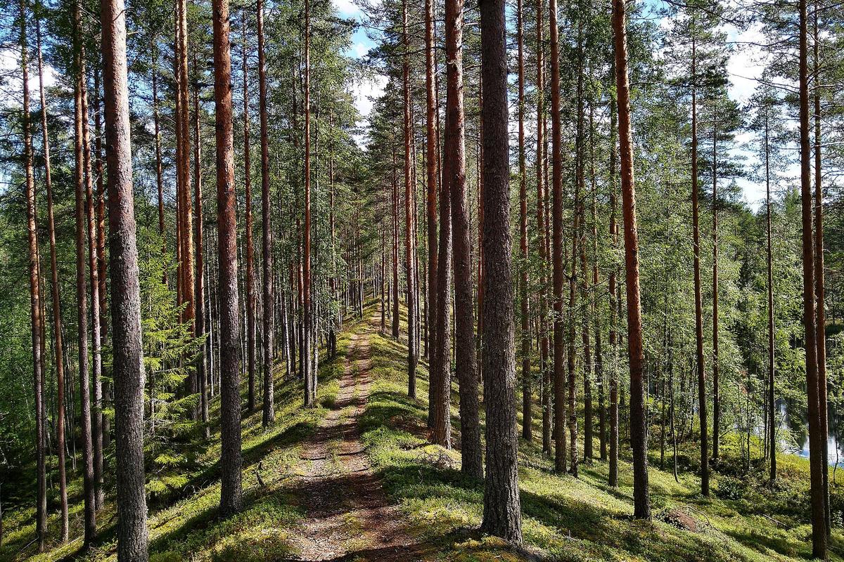 Finnish lakeland forest