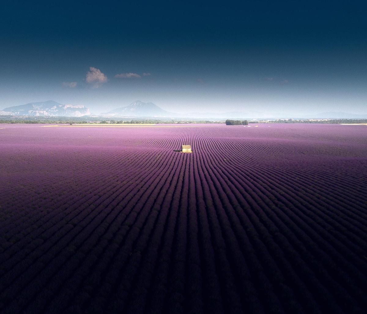 Provence lavender field