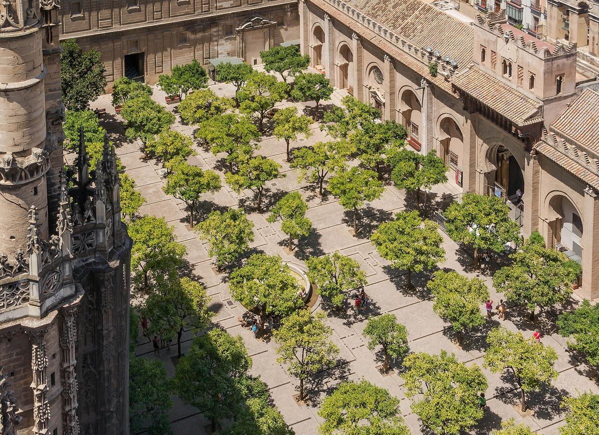 Seville orange trees