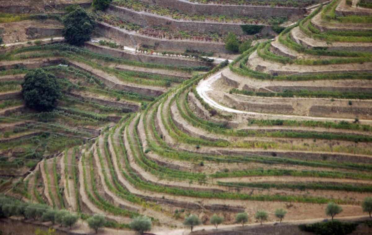 Douro valley terraces Portugal