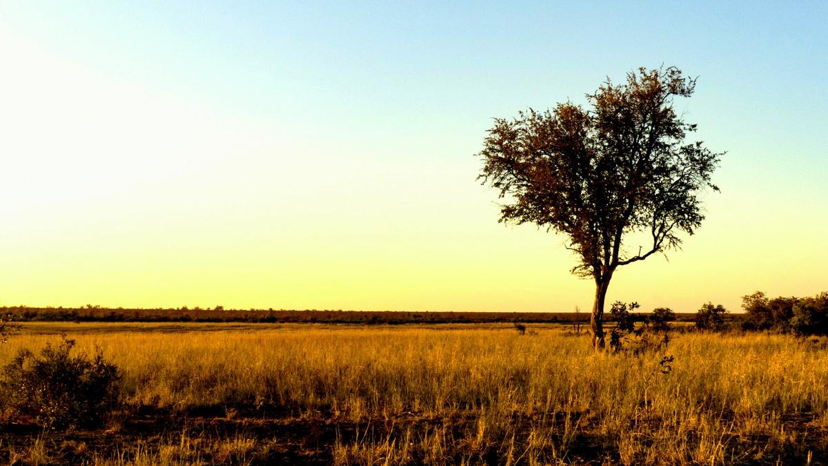 South African savanna dry season