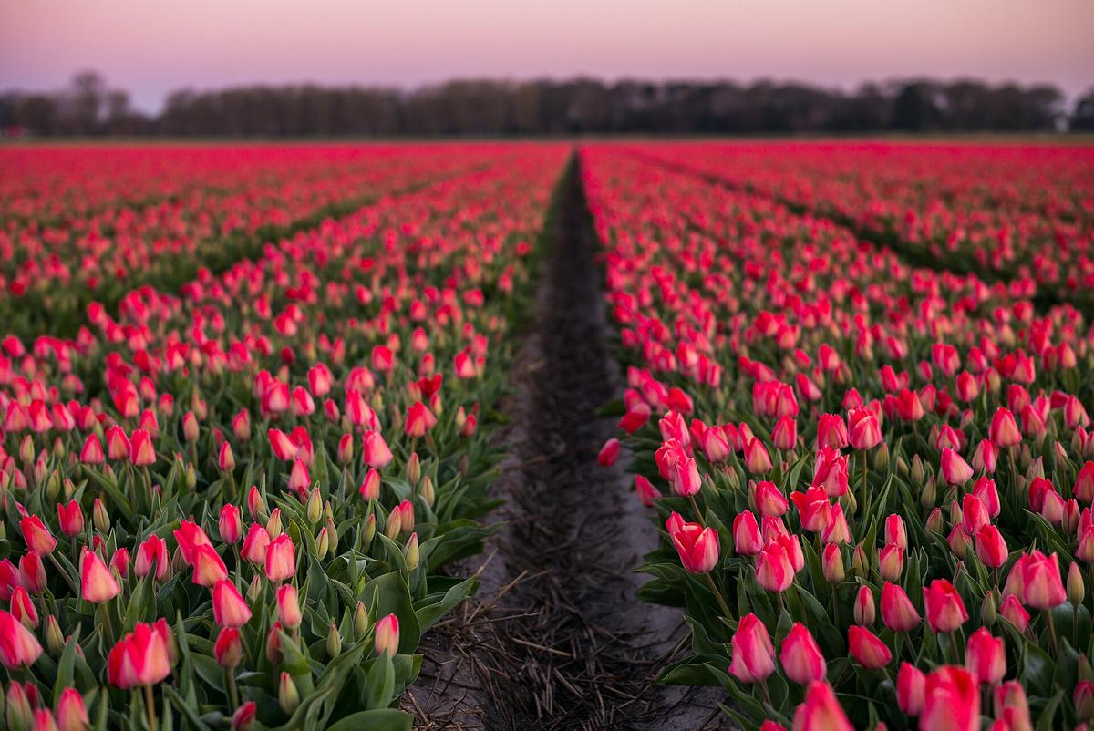 Dutch tulip fields spring