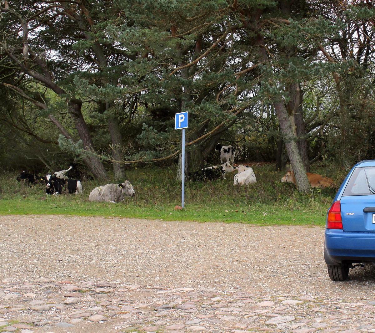 Swedish rural road