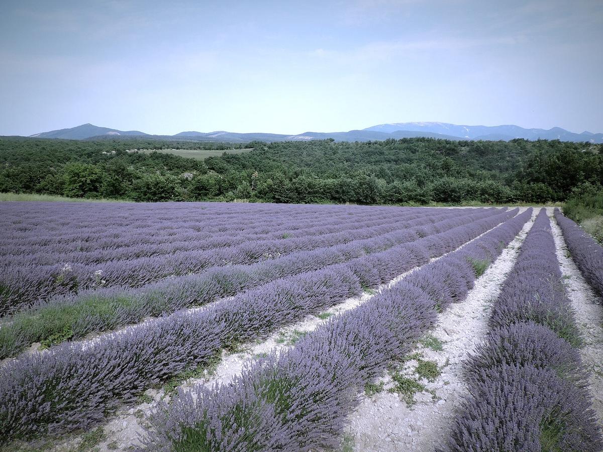 Provence lavender field
