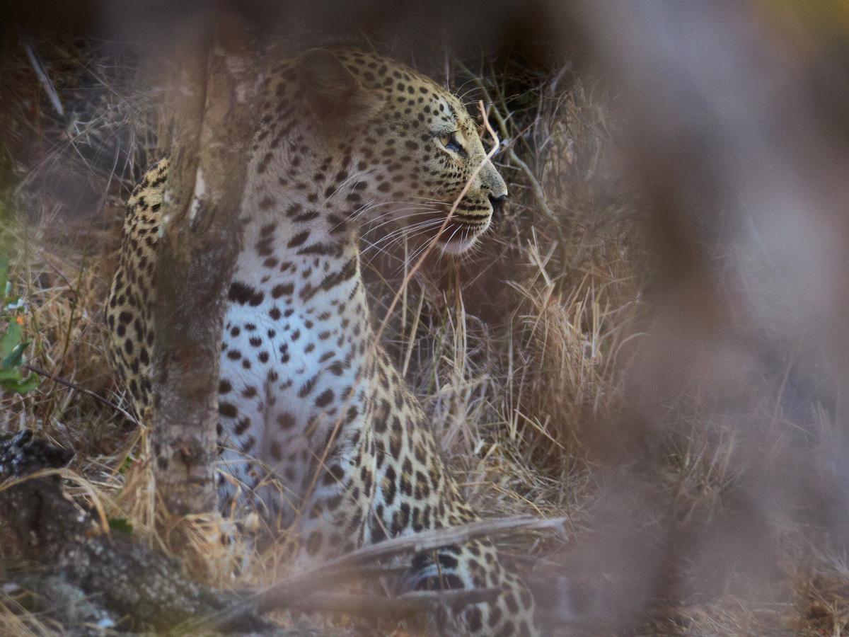 Kruger National Park savanna