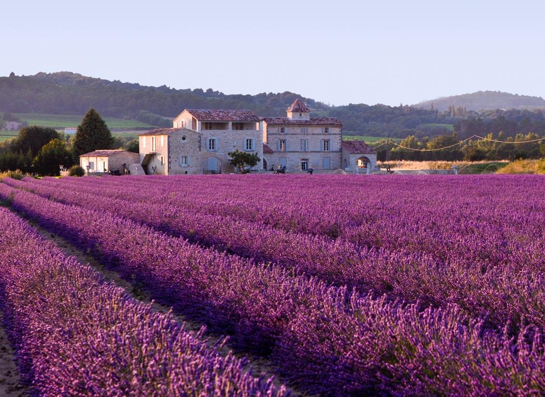 Provence lavender field