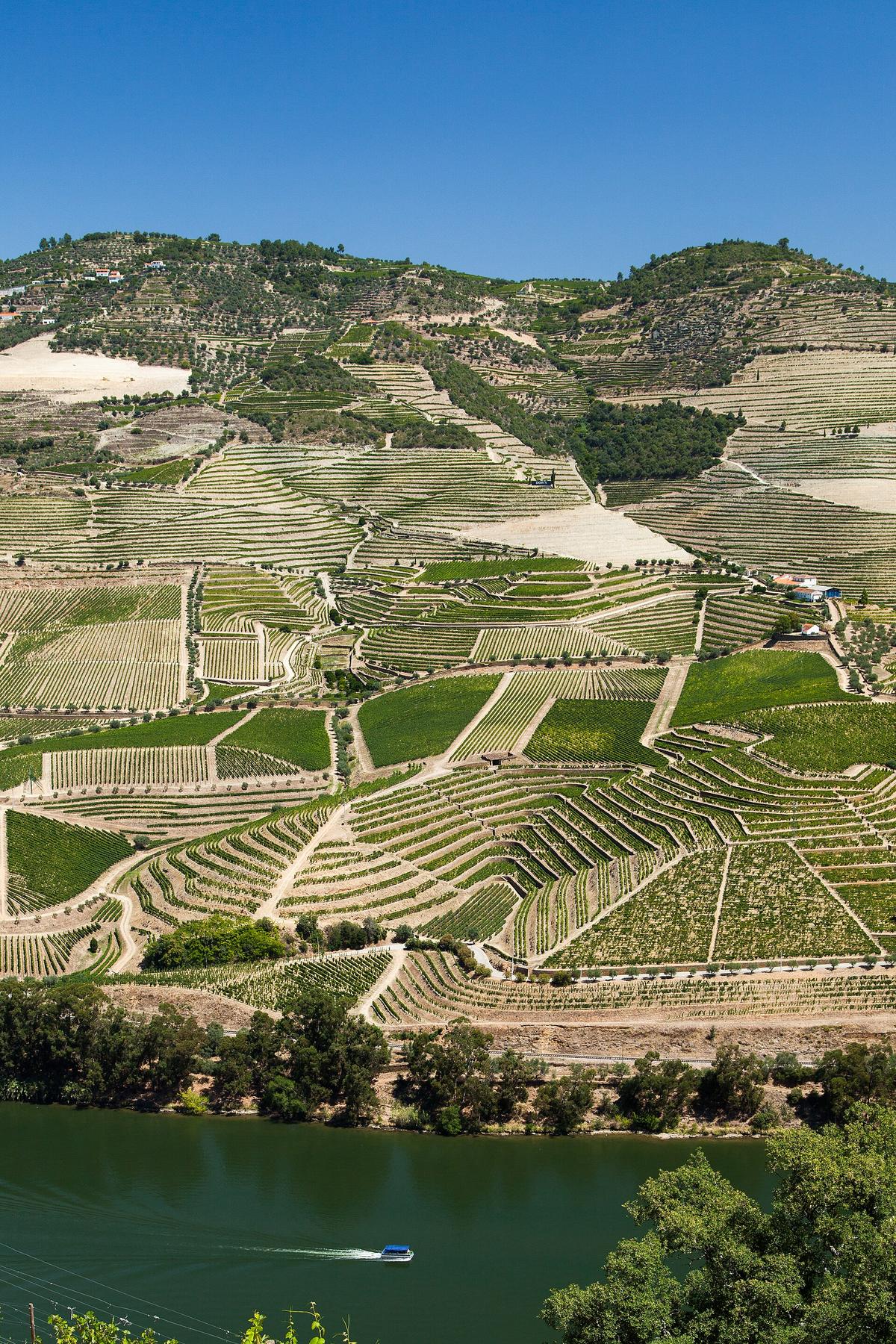 Douro valley terraces Portugal
