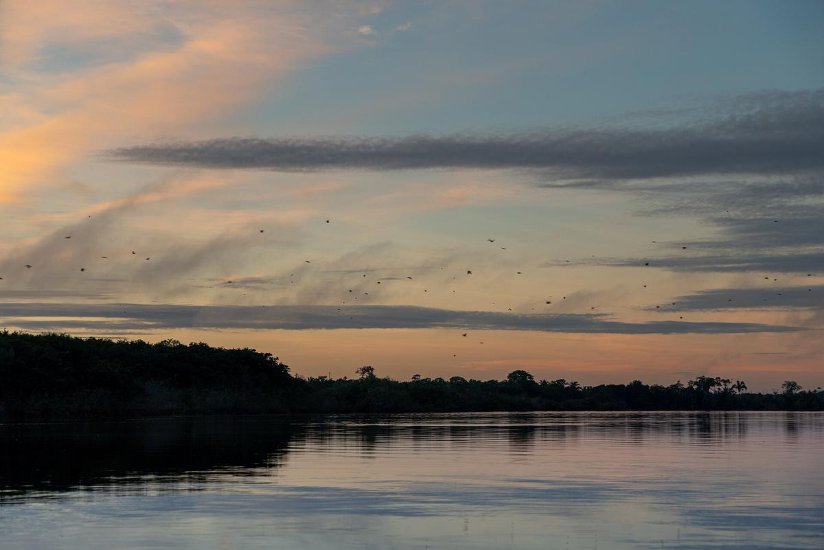 Amazon rainforest river Brazil