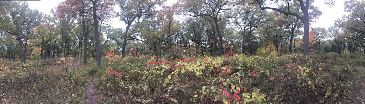 Toronto autumn park
