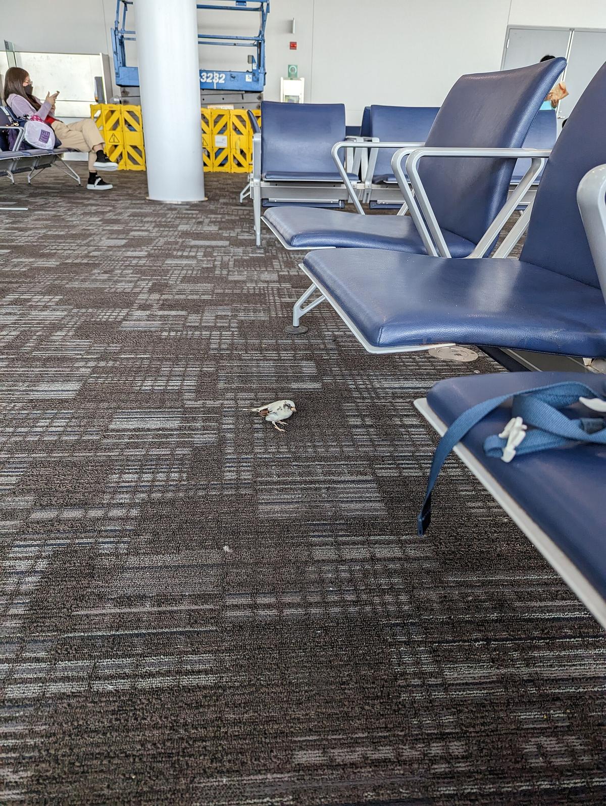 Toronto Pearson airport terminal